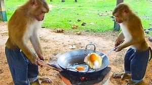 5.8M views · 109K reactions | Discovery Monkey Cooking Omelet & Eat Well, SokYaa Cook Egg Recipe | Amazing TV | Facebook