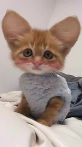 So cute 😘 | Kitten Overload