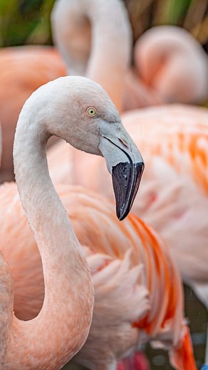 There’s flamingos in Washington. Pass it on! #WWTWashington #Flamingos #ChileanFlamingos #WashingtonFlamingos #TheresFlamingosInWashington #NorthEastFlamingos | WWT Washington Wetland Centre