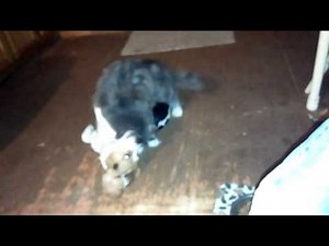 Cat attacks dog
