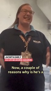 A huge king penguin chick named Pesto, who weighs as much as both his parents combined, has become a social media celebrity and a star attraction at an Australian aquarium. | AP