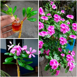 How to graft vinca rosea or periwinkle in amaranth tree | Grafting technique | Ashik Muztaba