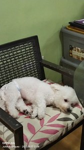 8 comments | Chill chill lng #doglover | Juliet Rodriguez | Facebook