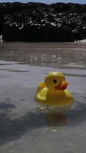 ABKC Grand Champion Cross | Kingdom Kennels