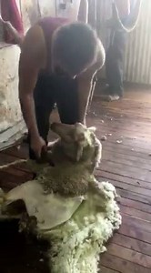 3K views · 61 reactions | shearing merino ewes as a learner !! | Shearing Industry Culture | Facebook