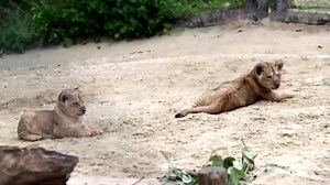 Rare adorable Barbary lion cubs have brought joy to a Czech zoo. | Reuters