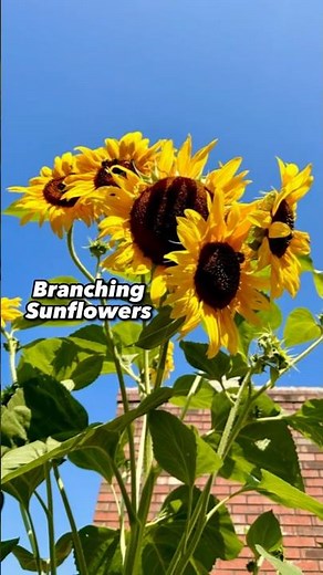 Branching SUNFLOWERS (Improved Bloom Duration)
