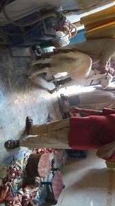 #Allah Pak Qurbani Qabool Kary Ameen #Admin Bakra #Qurbani Video #_Ruman #TagBMM | Bakra Mandi Masters