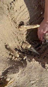 I thought they were extinct 😲 (bones found on beach) | Our Weird & Wonderful Discoveries
