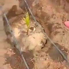 116K views · 969 reactions | BENEFIT OF PLANTING COCONUT * The...