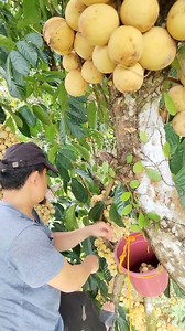 17K views · 122 reactions | Lanzones ng Victoria,Oriental Mindoro #KAMANGYAN #mindoreñongmangyan #buhayprobinsya #OrientalMindoro | Mindoreñong Mangyan | Facebook