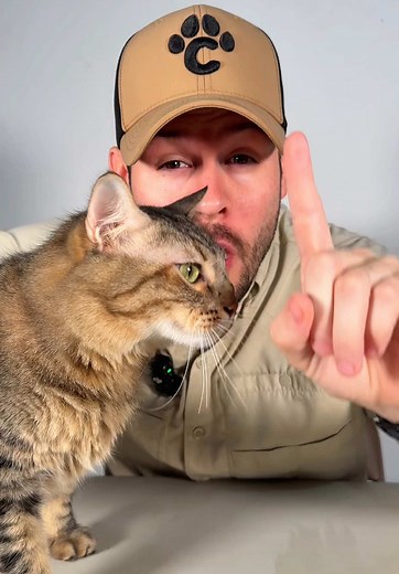 Tener 2 gatos: por qué es mejor adoptar un segundo gato