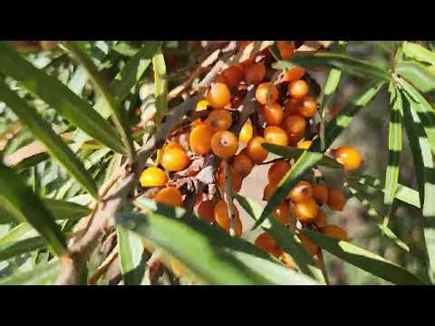 Sea Buckthorn (Hippophae rhamnoides) orange berry shrub growing in Sherwood Park, AB | TreeTime.ca