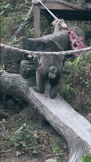 Why Do Gorillas Burp? 🦍 Cool Gorilla Fact