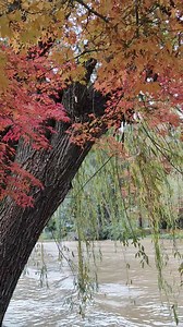 Alpenhaus Bier und Gasthaus on Reels