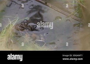 underwater footage mating season the frogs in a small mountain lake close-up in the leaves of males seeking females