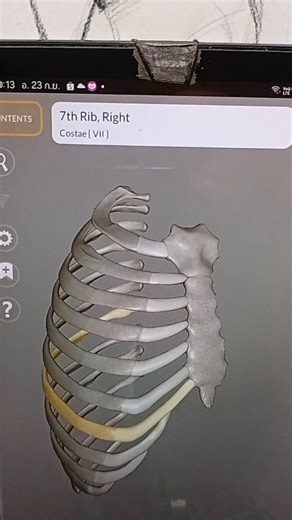 2.5K views · 83 reactions | #Anatomy #อีหลีเดะ กระดูกคือจุดเกาะ...