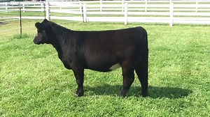 Competitive Edge Genetics on Reels