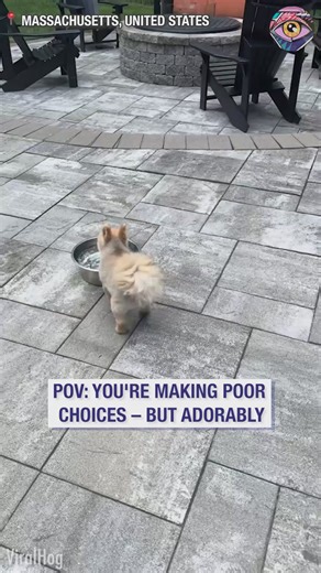 Built-in pool – ignored. $5 bowl – obsession | HomeChic