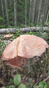 1.5K views · 99 reactions | From Google. Foresters measure tree...