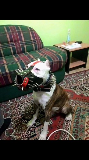 Harness Collar Muzzl (@harnesscollarmuzzle) videója, benne: orijinal ses - 👿GÖKYÜZÜ BEYİ😈