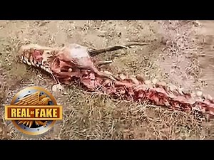 Real or Fake? Dragon Skeleton Found in Real Life + more