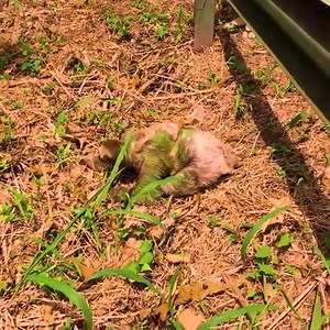 Sloth With Baby Crossing Road | توارس لبيع ملابس الاولاد والبنات بالجملة