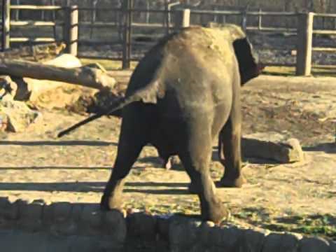 Elephant pooping and peeing at the Tulsa Zoo!