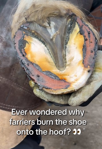 Hot Fitting Hoof Shoes: Why Farriers Burn the Shoe on Hooves