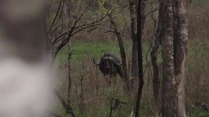 297K views · 98 shares | Chasing mean and nasty Cape Buffalo in Tanzania may not be the most dangerous part of this show, the scary part might be watching J. Alain Smith doing a caveman barbecue in the field, Rugged X style! Lots of laughs and fantastic deep dropped curving horns on the Cape Buffalo of a lifetime! | J Alain Smith | Facebook