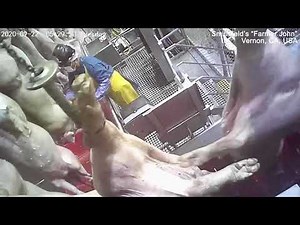 A Day Inside Farmer John Slaughterhouse