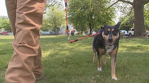 Adult injuries caused by walking the dog on the rise, an expert shares tips on how to reduce your risk
