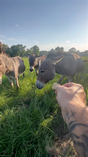 Taming feral mini donkeys | Shirtless Jake's Homestead