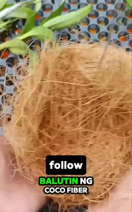 11K views · 49 reactions | Planting orchids #gardeningtips #gardening | Crisilda Tamayo Rebudan | Facebook