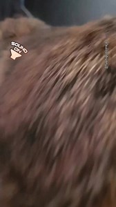 1.8K views · 138 reactions | Bunny butt incoming! 來 Hoppy Bunny-Butt-Friday! _______________________________________  IG: Tokihut   Share special moments with your bunny when unboxing our monthly treats and toys ‍♀️ | Happy Bunny Club | Facebook