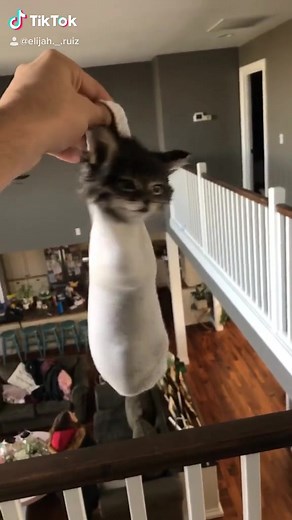 Cats Playing in Socks: Adorable Feline Fun