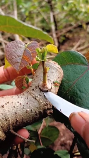 345K views · 2.4K reactions | Unique Grafiting technique #Grafiting #fblifestyle | Nafadh Bonsai | Facebook