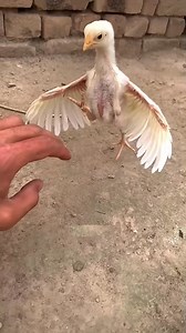 White Chick is fully trained with hand fight😡🐥 #shamo #Aseel #wildlife #fyp | Mahmoud Juba