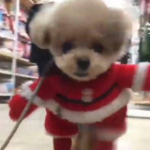 55K views · 1.3K reactions | "Santa Claus is coming to town!"  Credit: ViralSnare | VT | Facebook