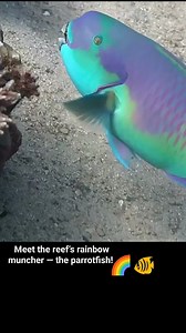 18K views · 424 reactions |  *Meet the reef’s rainbow muncher — the parrotfish!* With vibrant colors and a beak-like bite, this reef superstar plays a huge role in keeping corals clean and healthy. Beautiful, bold, and busy — the parrotfish is always a joy to spot! 視✨ #Parrotfish #MarineLife #UnderwaterWorld #RedSea #OceanVibes #ScubaLife #reeflife #ScubaAdventure #DiveWithUs #UnderwaterBeauty #reelsviralシfb #reelsfypシ | Red Sea Diving | Facebook