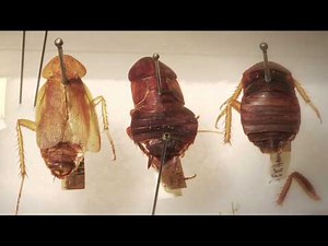 The Winter Roach: New York City's Invasive Cold Tolerant Roaches