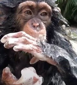 807K views · 40K reactions | Limbani is definitely the cutest monkey in the jungle!  Via instagram.com/limbanizwf | Naturee | Facebook