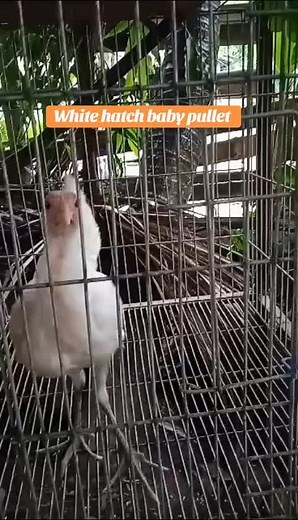 STRAW HAT LUFFY on TikTok