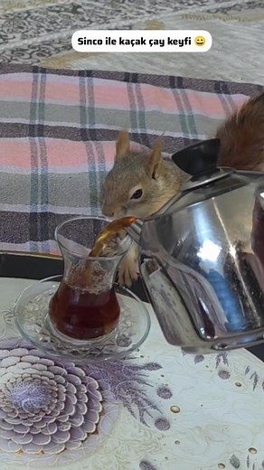 sinco ile çay içiyoruz 🐿🥰