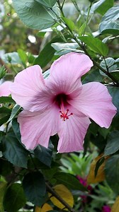 Hibiscus Flowers | My Beautiful Garden