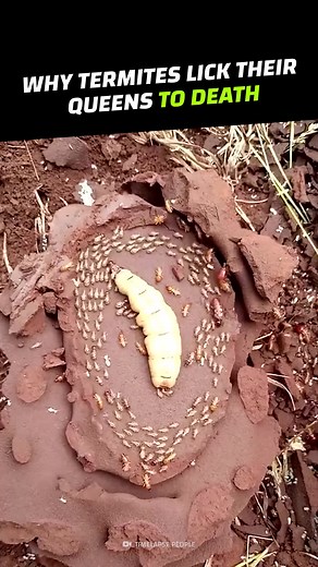Why do termites colonies lick their queens to death? #CrazyCreatures #Insects #Animal #Termites #Bugs | Crazy Creatures