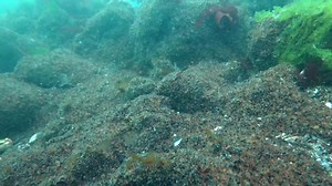 12K views · 777 reactions | There was a huge blue mussel set this year in Shinnecock Bay. They settled on everything! | Fish Guy Photos | Facebook