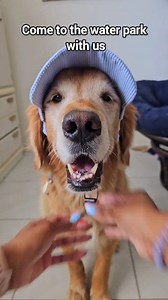 13K views · 701 reactions | Hot days like this >梨 Get a good boi/girl hat below! https://thegoldenbros.com #pool #hot #summervibes #dog #dogs #summer #foryoupagereels #fyp #dogsoffacebook #water #cute #bestdayever #summerstyle | Sammy The Golden Retriever | Facebook