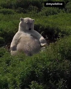 2.9K views · 348 reactions | A large male polar bear taking a nap on a fireweed bed  | Animal Memes | Facebook