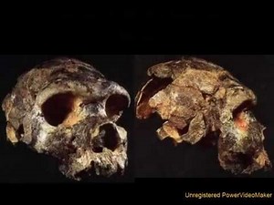 Evidence for Evolution - Hominid Fossils Pt.1